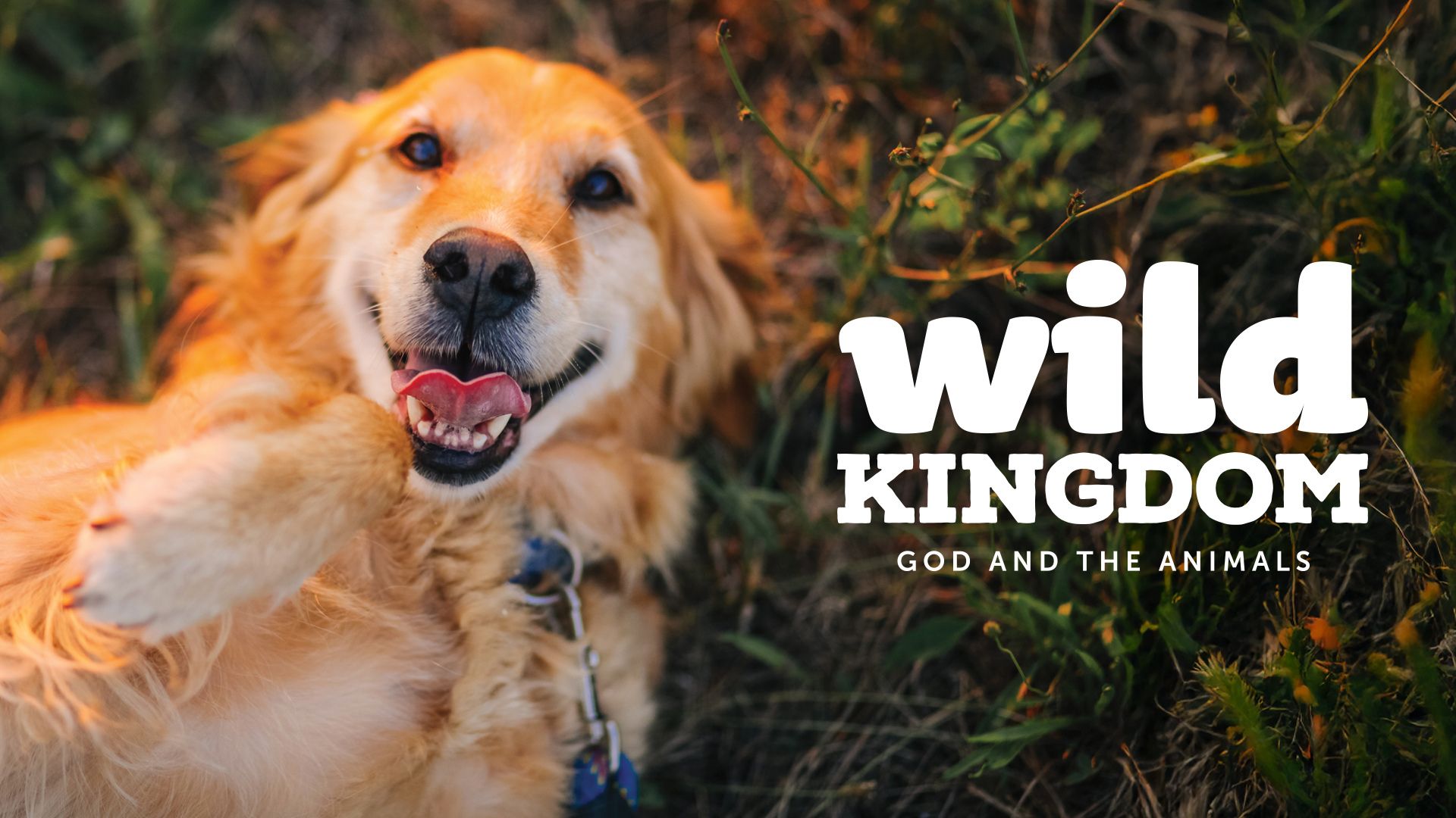 Wild Kingdom Sermon Series Placeholder